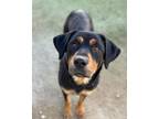 Adopt Nana *Bonded Pair* a Rottweiler, German Shepherd Dog