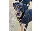 Adopt Delta *Bonded Pair* a Rottweiler, German Shepherd Dog