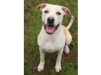 Adopt Mufasa a Labrador Retriever, Mixed Breed