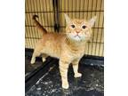 Adopt Cliff a Tabby