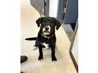 Adopt Jack a Labrador Retriever, Border Collie