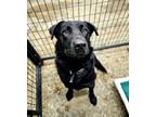 Adopt Ripley a Labrador Retriever