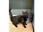 Adopt Oreo a Domestic Short Hair