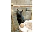 Adopt Toothless a Domestic Short Hair
