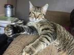 Adopt Drake a Tabby, Maine Coon