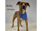 Adopt Wolfy a Boxer