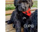 Cupid Adopted