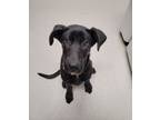 Adopt 36357-Cola-5 Months Old a Black Labrador Retriever