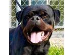 Adopt HOSS a Rottweiler