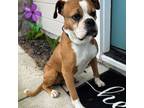 Adopt Bert a Boxer