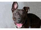 Adopt BINGO a Pit Bull Terrier