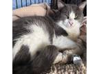 Adopt Frodo a Domestic Short Hair, Tuxedo