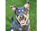 Adopt HENRY a Australian Cattle Dog / Blue Heeler