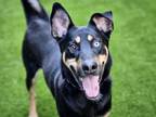 Adopt PARKER CRANE a German Shepherd Dog