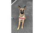 Adopt REGGIE a German Shepherd Dog