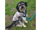 Adopt Sherlock a Schnauzer