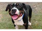 Adopt TYSON a Pit Bull Terrier