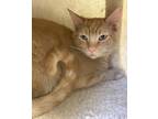 Adopt Camden a Tabby, Domestic Short Hair