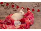 Adopt Courage the Incredible a Netherland Dwarf