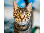 Adopt Squirrel a Domestic Short Hair