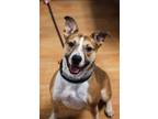 Adopt Brooks a Mixed Breed