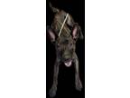 Adopt Waffles a Dutch Shepherd, Mixed Breed