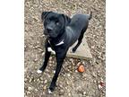 Adopt Trigger a Black Labrador Retriever, Pit Bull Terrier