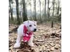 Adopt Bodey a Bichon Frise