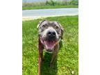 Adopt Marko a Pit Bull Terrier, Mixed Breed