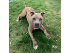 Adopt Kip a American Staffordshire Terrier, Mixed Breed