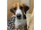 Adopt Bison a Foxhound