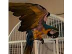 Adopt Moki a Macaw