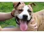 Adopt Minion a Pit Bull Terrier, Mixed Breed