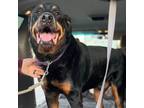 Adopt Tony a Rottweiler