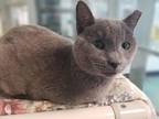 Adopt 10 a Domestic Short Hair