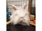 Adopt Nivens a Angora Rabbit