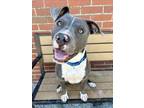 Adopt HOT ROD a Pit Bull Terrier
