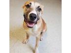 Adopt SIMBA a Pit Bull Terrier, Mixed Breed