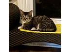 Adopt Chip a Tabby, Domestic Short Hair