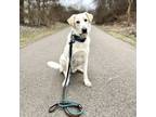 Adopt Enzo a White German Shepherd, Labrador Retriever