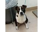 Adopt Jesse a Pit Bull Terrier, Mixed Breed