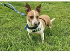 Adopt Howie ~ a Jack Russell Terrier, Terrier