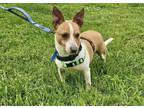Adopt Howie DD~ a Jack Russell Terrier, Terrier