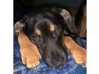 Adopt Kuzco~ a Terrier