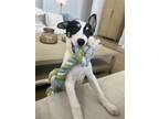 Adopt Obi (Star Wars pup) a Australian Shepherd, Jack Russell Terrier