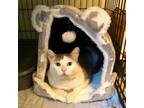 Adopt Dillon a Domestic Short Hair