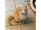 Adopt Garfield a Domestic Short Hair