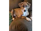 Adopt Woody a Mountain Cur, Catahoula Leopard Dog