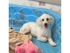 Bichon Frise Puppy for sale in Millmont, PA, USA