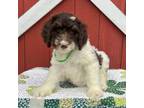 Mutt Puppy for sale in Whitingham, VT, USA